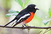 Male Scarlet Robin, Porongurup, Western Australia, October 2013 - click for larger image