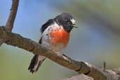 Male Scarlet Robin, Southport, Tasmania, Australia, February 2006 - click for larger image