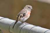 Female Scarlet Robin, Mt. Wellington, Tasmania, Australia, February 2006 - click for larger image