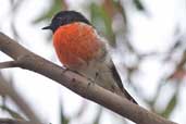 Male Scarlet Robin, Coffee Creek, Hobart, Tasmania, Australia, February 2006 - click for larger image