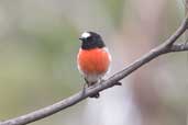 Male Scarlet Robin, Coffee Creek, Hobart, Tasmania, Australia, February 2006 - click for larger image