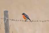 Male Flame Robin, Wilson's Promontory, Victoria, Australia, April 2006 - click for larger image