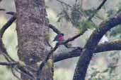 Male Pink Robin, Tarra Bulga NP, Victoria, Australia, April 2006 - click for larger image