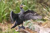 Great Cormorant, Melbourne, Victoria, Australia, January 2006 - click for larger image