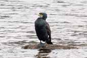 Great Cormorant, Cradle Mountain, Tasmania, Australia, February 2006 - click for larger image