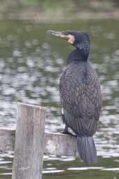 Great Cormorant, Warnambool, Victoria, Australia, February 2006 - click for larger image