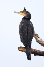 Great Cormorant, Daintree, Queensland, Australia, November 2010 - click for larger image