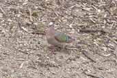 Female Common Bronzewing, You Yangs RP, Victoria, Australia, February 2006 - click for larger image