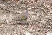 Female Common Bronzewing, You Yangs RP, Victoria, Australia, February 2006 - click for larger image