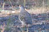 Male Common Bronzewing, Mallacoota, Victoria, Australia, April 2006 - click for larger image