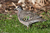 Male Common Bronzewing, Cheyne Beach, Western Australia, October 2013 - click for larger image