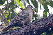 Female Common Bronzewing, Cheyne Beach, Western Australia, October 2013 - click for larger image