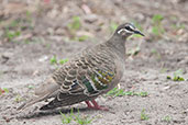 Female Common Bronzewing, Busselton, Western Australia, October 2013 - click for larger image