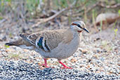 Female Brush Bronzewing, Cheyne Beach, Western Australia, October 2013 - click for larger image