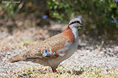 Female Brush Bronzewing, Cheyne Beach, Western Australia, October 2013 - click for larger image