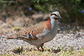 Female Brush Bronzewing, Cheyne Beach, Western Australia, October 2013 - click for larger image