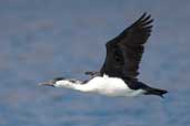 Black-faced Cormorant, Maria Island, Tasmania, Australia, February 2006 - click for larger image