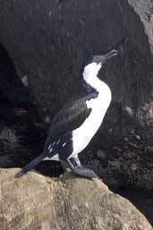 Black-faced Cormorant, Kangaroo Island, SA, Australia, March 2006 - click for larger image