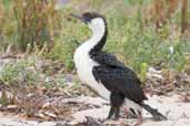 Black-faced Cormorant, Kangaroo Island, SA, Australia, March 2006 - click for larger image