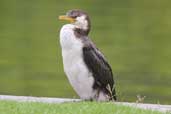 Little Pied Cormorant, Melbourne, Victoria, Australia, January 2006 - click for larger image