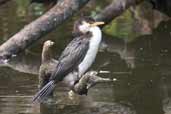 Little Pied Cormorant, Melbourne, Victoria, Australia, January 2006 - click for larger image