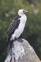 Little Pied Cormorant, Warnambool, Victoria, Australia, February 2006 - click for larger image