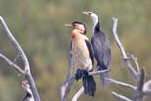 Little Pied Cormorant, Kangaroo Island, SA, Australia, March 2006 - click for larger image