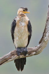 Little Pied Cormorant, Mareeba, Queensland, Australia, November 2010 - click for larger image