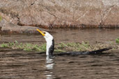 Little Pied Cormorant, Ormiston Gorge, Northern Territory, Australia, September 2013 - click for larger image