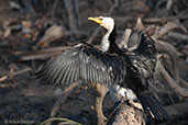 Little Pied Cormorant, Kakadu, Northern Territory, Australia, October 2013 - click for larger image