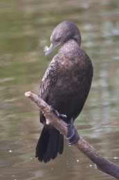 Little Black Cormorant, Melbourne, Victoria, Australia, January 2006 - click for larger image