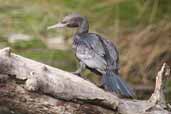 Little Black Cormorant, Melbourne, Victoria, Australia, January 2006 - click for larger image