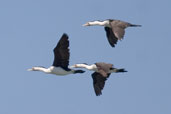 Pied Cormorant, The Coorong, SA, Australia, March 2006 - click for larger image