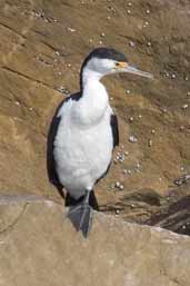 Great Pied Cormorant, Kangaroo Island, SA, Australia, March 2006 - click for larger image