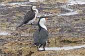 Pied Cormorant, Kangaroo Island, SA, Australia, March 2006 - click for larger image