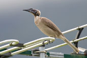 Helmeted Friarbird, Cairns, Queensland, Australia, November 2010 - click for larger image