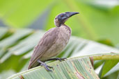 Helmeted Friarbird, Cairns, Queensland, Australia, November 2010 - click for larger image
