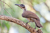 Helmeted Friarbird, Kakadu, Northern Territory Australia, October 2013 - click for larger image