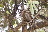 Little Friarbird, Kuranda, Queensland, Australia, November 2010 - click for larger image