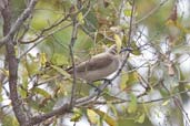 Little Friarbird, Kuranda, Queensland, Australia, November 2010 - click for larger image