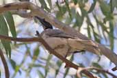 Noisy Friarbird, Deniliquin, New South Wales, Australia, March 2006 - click for larger image