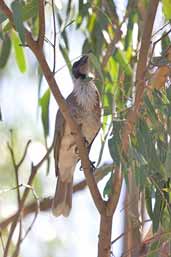 Noisy Friarbird, Deniliquin, New South Wales, Australia, March 2006 - click for larger image