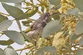 White-fronted Honeyeater, Port Augusta, SA, Australia, March 2006 - click for larger image