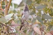 White-fronted Honeyeater, Port Augusta, SA, Australia, March 2006 - click for larger image