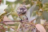 White-fronted Honeyeater, Port Augusta, SA, Australia, March 2006 - click for larger image