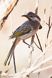 Juvenile White-fronted Honeyeater, Uluru, Northern Territory, Australia, September 2013 - click for larger image