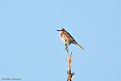 Tawny-crowned Honeyeater, Cheyne Beach, Western Australia, October 2013 - click for larger image