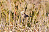 Tawny-crowned Honeyeater, Cheyne Beach, Western Australia, October 2013 - click for larger image