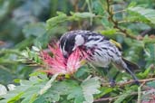 White-cheeked Honeyeater, Paluma, Queensland, Australia, December 2010 - click for larger image