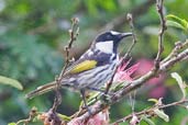 White-cheeked Honeyeater, Paluma, Queensland, Australia, December 2010 - click for larger image